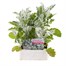 Cineraria Silverdust 6 Pack Boxed Bedding Alternative Image