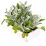 Cineraria Silverdust 6 Pack Boxed Bedding Alternative Image