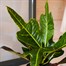 Codiaeum Croton Var. Gr Excellent Houseplant 13cm Pot Alternative Image