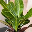 Codiaeum Croton Var. Gr Excellent Houseplant 13cm Pot Alternative Image