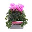 Cyclamen Rose 6 Pack Boxed Bedding Alternative Image