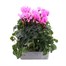 Cyclamen Rose 6 Pack Boxed Bedding Alternative Image