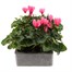 Cyclamen Salmon 6 Pack Boxed Bedding Alternative Image