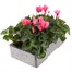 Cyclamen Salmon 6 Pack Boxed Bedding Alternative Image