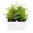 Dianthus Strawberry Parfait 6 Pack Boxed Bedding Alternative Image