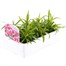 Dianthus Strawberry Parfait 6 Pack Boxed Bedding Alternative Image