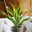 Dracaena Lemon and Lime Houseplant - 17cm Pot Alternative Image