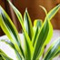 Dracaena Lemon and Lime Houseplant - 17cm Pot Alternative Image