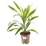 Dracaena Lemon and Lime Houseplant - 17cm Pot Alternative Image