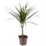 Dracaena Marginata Houseplant Alternative Image