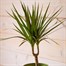 Dracaena Marginata Houseplant Alternative Image
