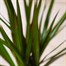 Dracaena Marginata Houseplant Alternative Image