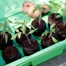 Gardman Peat Free Compost Discs - 50 (08636) Alternative Image