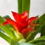 Guzmania Red Houseplant Alternative Image