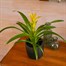 Guzmania Yellow Houseplant Alternative Image