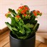 Kalanchoe Orange Houseplant Alternative Image