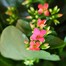 Kalanchoe Pink Houseplant Alternative Image