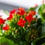 Kalanchoe Red Houseplant Alternative Image
