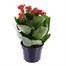 Kalanchoe Red Houseplant Alternative Image