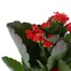 Kalanchoe Red Houseplant Alternative Image
