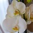 Orchid White Houseplant - 12cm Pot Alternative Image