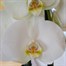 Orchid White Houseplant - 12cm Pot Alternative Image