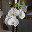 Orchids In Gold Orchid Boat Houseplant Alternative Image