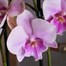 Orchids In Red Orchid Boat Houseplant Alternative Image