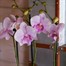 Orchids In Red Orchid Boat Houseplant Alternative Image