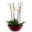 Orchids In Red Orchid Boat Houseplant Alternative Image