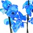 Orchid Blue Houseplant - 12cm Pot Alternative Image
