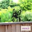 Primus Metal Frenchie Peeking Dog Garden Decor Silhouette (PF1012) Alternative Image