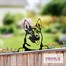 Primus Metal German Shepherd Peeking Dog Garden Decor Silhouette (PF1015) Alternative Image