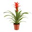 Guzmania Red Houseplant Alternative Image