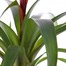 Guzmania Red Houseplant Alternative Image