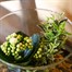 Seasonal Plant Glass Vase Indoor Arrangement  Alternative Image