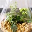 Seasonal Plant Pear Glass Indoor Arrangement  Alternative Image