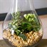 Seasonal Plant Pear Glass Indoor Arrangement  Alternative Image