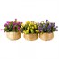 Smart Garden Basket Bouquet - Yellow (5040055) Alternative Image