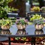 Smart Garden Basket Bouquet - Yellow (5040055) Alternative Image