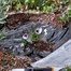 Smart Garden G30 Pro Mulch Sheet 1 x 10m (7015007) Alternative Image