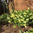 Strulch Organic Wheat Straw Mulch 100L Alternative Image