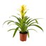 Guzmania Yellow Houseplant Alternative Image