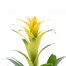 Guzmania Yellow Houseplant Alternative Image