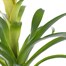 Guzmania Yellow Houseplant Alternative Image