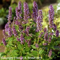 Agastache Blue Fortune Perennial Plant 9cm Pot - Set of 3