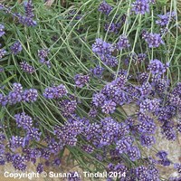 Lavandula Ang Hidcote Blue Perennial Plant 9cm Pot - Set of 3
