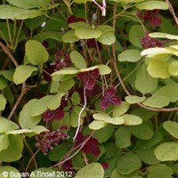 Akebia Quinator 3L Deep Pot Climber Plant