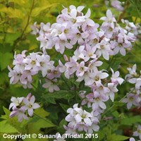 Campanula Lac Loddon Anna Perennial Plant 9cm Pot - Set of 3