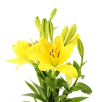 Asiatic Lily (x 3 Individual Stems) - Yellow